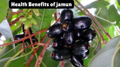 Health Benefits of jamun